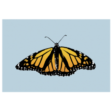 “Monarch Butterfly” – Postcard